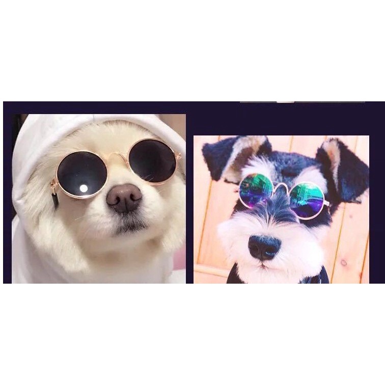 Kính mát chụp ảnh đáng yêu cho thú cưng