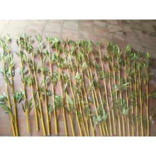 Combo 25 cây trúc giả