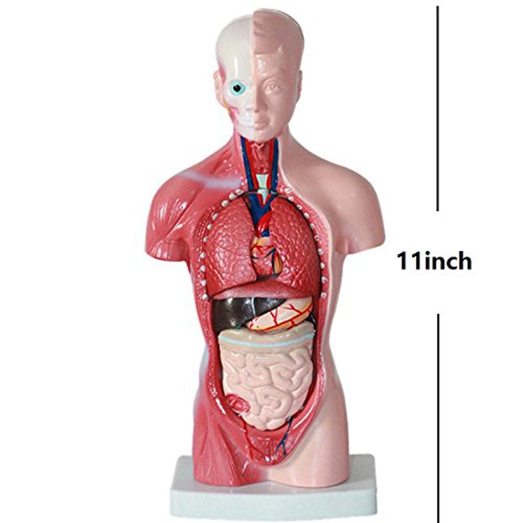 Mô hình giải phẫu cơ thể người tiện lợi dành cho học y