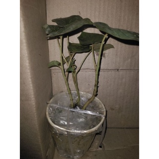 cây dổi ăn lá, cây dổi đất, cây rổi. shop hạt giống, cây giống, 1 cây sẵn trong bầu