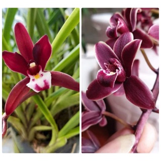 kiếm xích Ngọc hàng giống