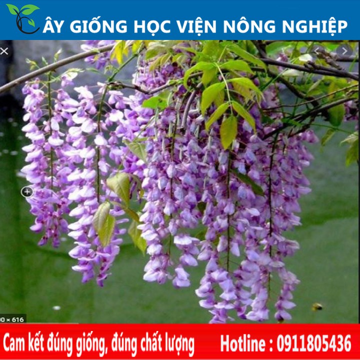 cây hoa leo tử đằng