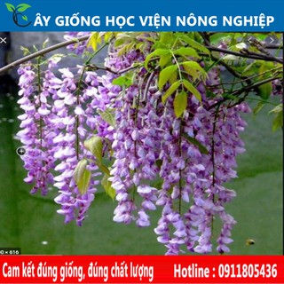 cây hoa leo tử đằng