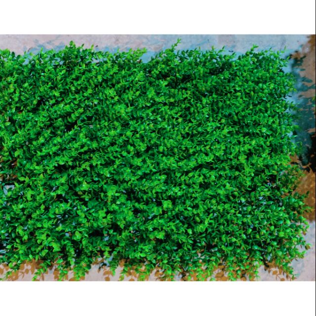 thảm cỏ tai chuột 45k