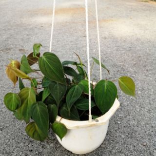 Cây trầu bà Micans, Philodendron Micans (có hỏa tốc)
