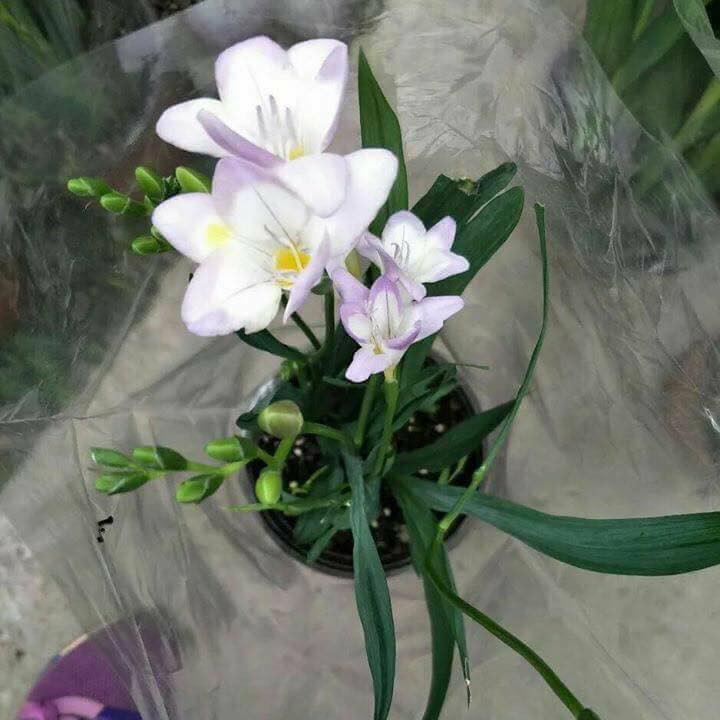 CỦ HOA LAN NAM PHI CÓ 6 MÀU