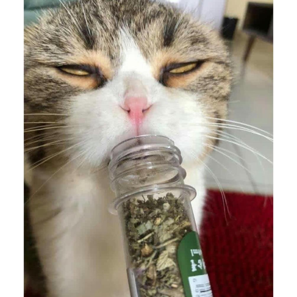 CỎ BẠC HÀ MÈO - CATNIP NHẬP MĨ 40ML - VIDEO TỰ QUAY