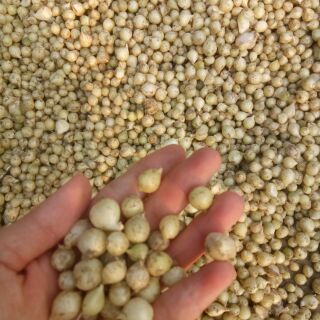 Hành tăm Nghệ An loại củ to