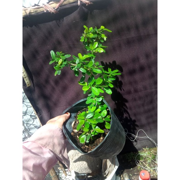 Linh sam phớt hồng