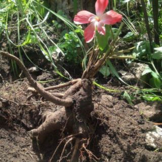 100 hạt sâm bố chính