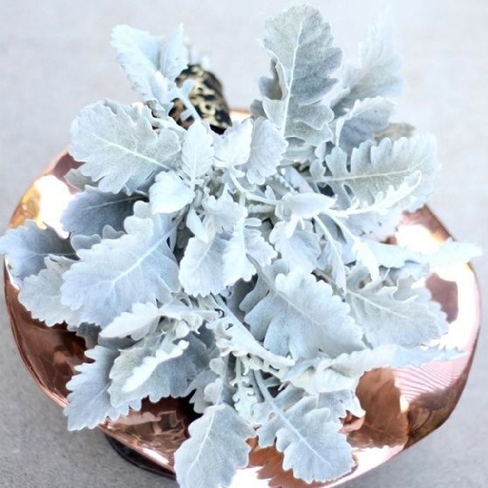 Kalaien Khuôn Silicon Làm Kẹo Đường Hình Hoa cineraria