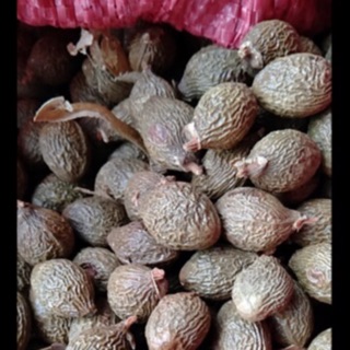 HẠT ƯƠI TÂY NGUYÊN 500g loại 1