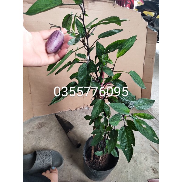 cây dưa giống nam mỹ pepino