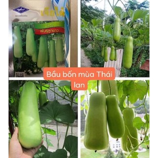HẠT GIỐNG BẦU BỐN MÙA THÁI LAN
