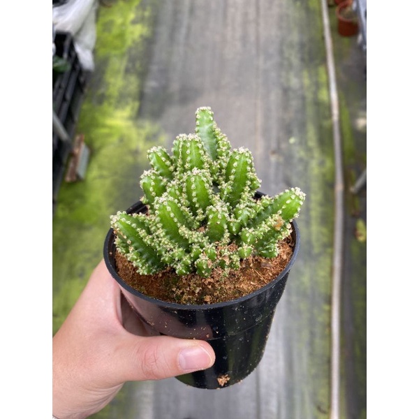 Chậu cứng Xương rồng khế