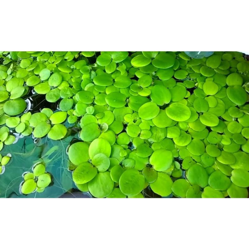 cây Bèo Nhật thủy sinb, trang trí bể cá