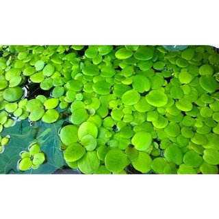 cây Bèo Nhật thủy sinb, trang trí bể cá