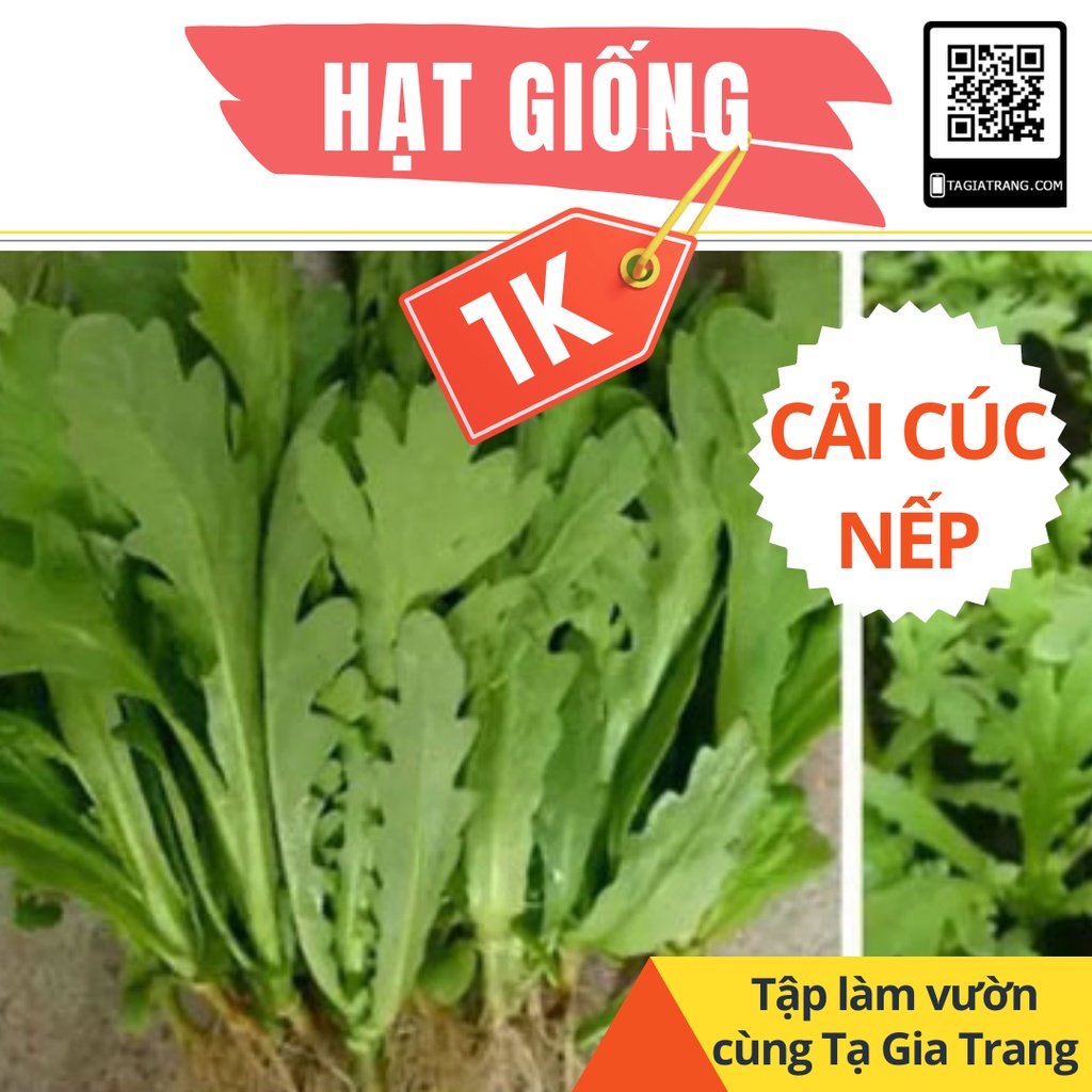 Deal 1K - 100 Hạt giống rau cải cúc nếp - Tập làm vườn cùng Tạ Gia Trang