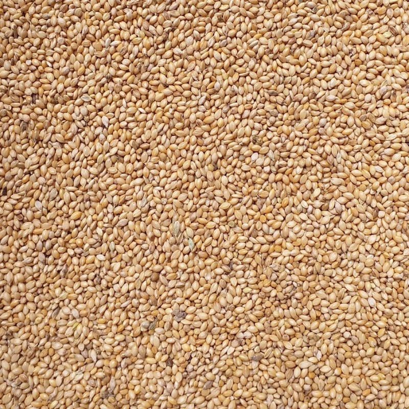 0.5kg ~1kg Hạt kê vàng giành cho chim yến hót, manh manh, yến phụng , vẹt