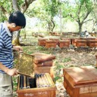 [FREESHIP 99K TOÀN QUỐC]Mật ong hoa nhãn lồng Phố Hiến