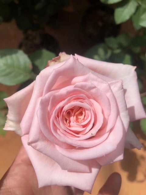 Cây giống hồng cổ hoa đẹp