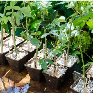 ĐÁ PERLITE CAO CẤP - 1 Gói