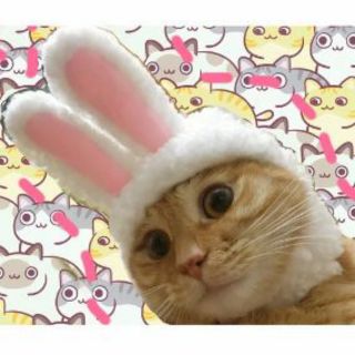 Nón tai thỏ cute - Nón đội cho mèo