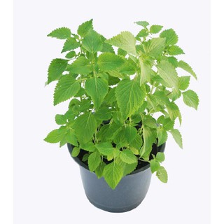 2Gr Hạt Giống Rau Kinh Giới