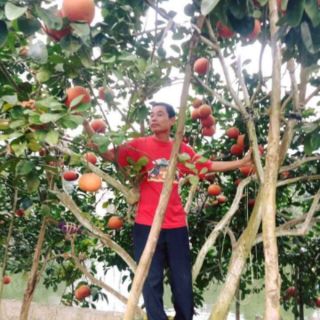 Bưởi đỏ luận văn