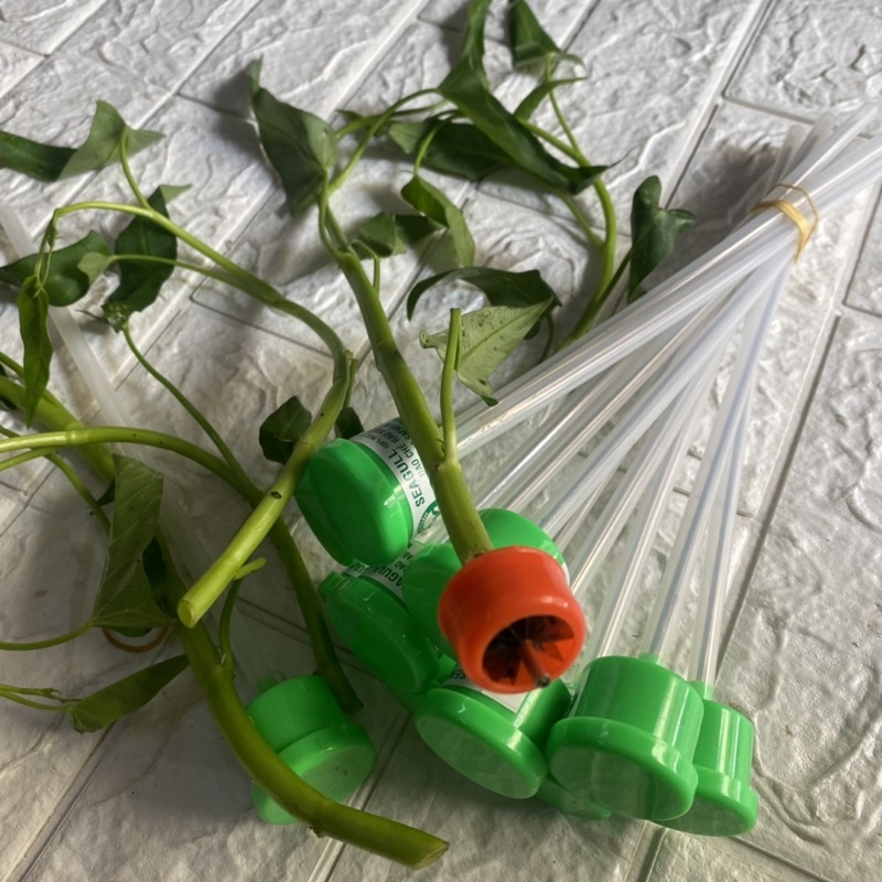 5 cây dao chẻ Rau muống