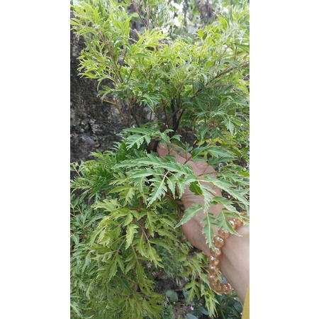 Đinh lăng 1 kg xao khô hàng sạch nhà trồng lá cây nguyên chất