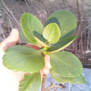 Cây sống đời đơn màu đỏ
