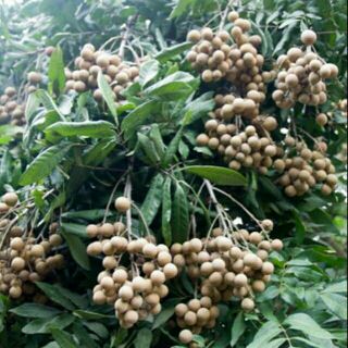 CÂY GIỐNG NHÃN SIÊU NGỌT GHÉP F1 NHANH QUẢ(tặng kèm phân bón lót)