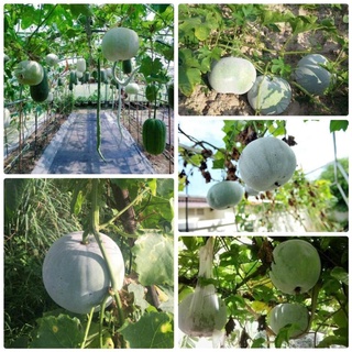 Hạt giống bí đao trái tròn