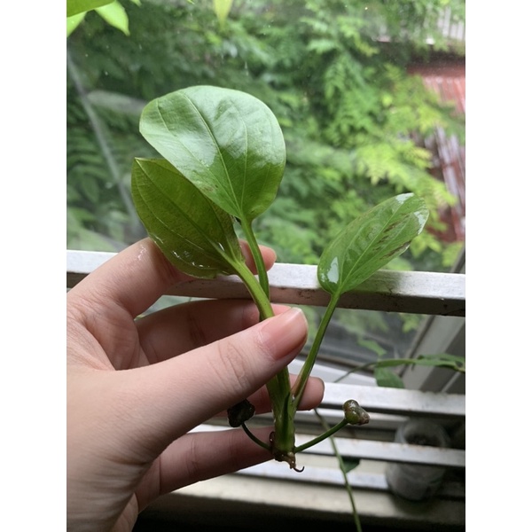 100 Hạt giống bách thuỷ tiên thuỷ sinh