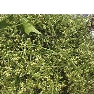 Nụ vối khô 100G, đã ủ sẵn pha trà thơm ngon, giảm đầy bung, thanh nhiệt cơ thể....