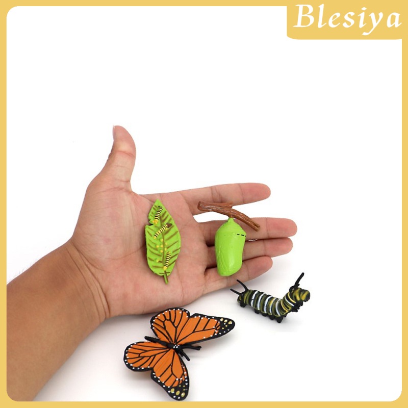 Set mô hình vòng đời của bướm dùng làm dụng cụ dạy học