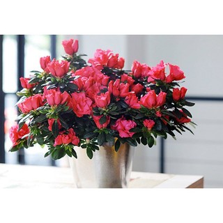 HẠT GIỐNG HOA ĐỖ QUYÊN