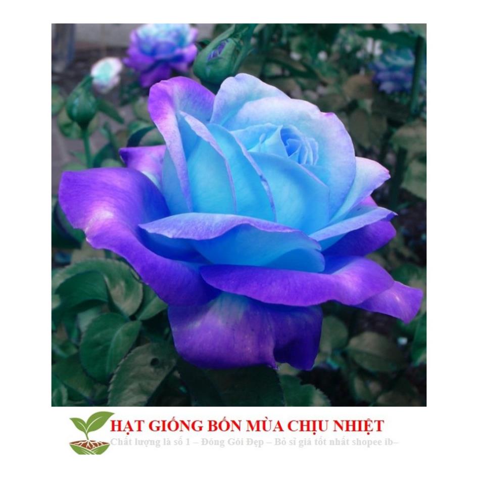 30C Hạt Giống Hoa Hồng Xanh 10 HẠT ĐẾN MÙA TRỒNG TẾT KHUYẾN MẠI TẾT ĐÔNG GIÁ SHOP MỚI
