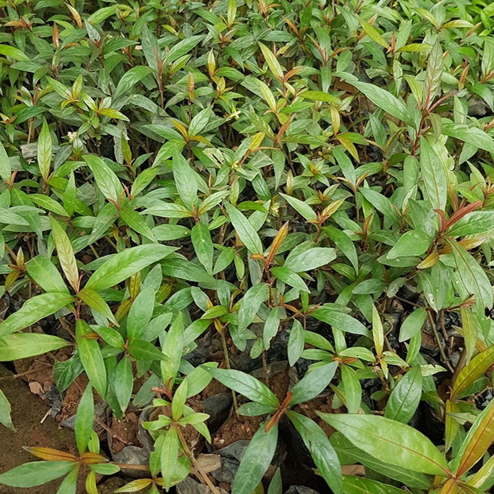 1 kg thân lá Cây Hoàn Ngọc Đỏ tươi, đóng gói hút ẩm, đảm bảo tươi nguyên