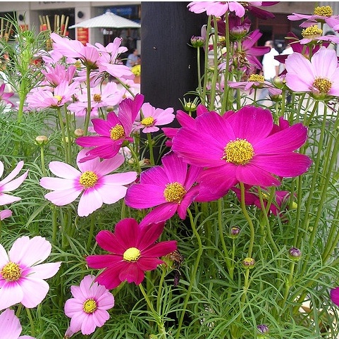 [1kg] Hạt Giống Hoa Sao Nhái Mix Đủ Màu