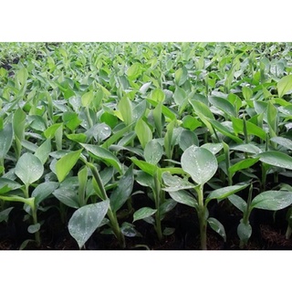 cây chuối lùn cấy mô Thái Lan