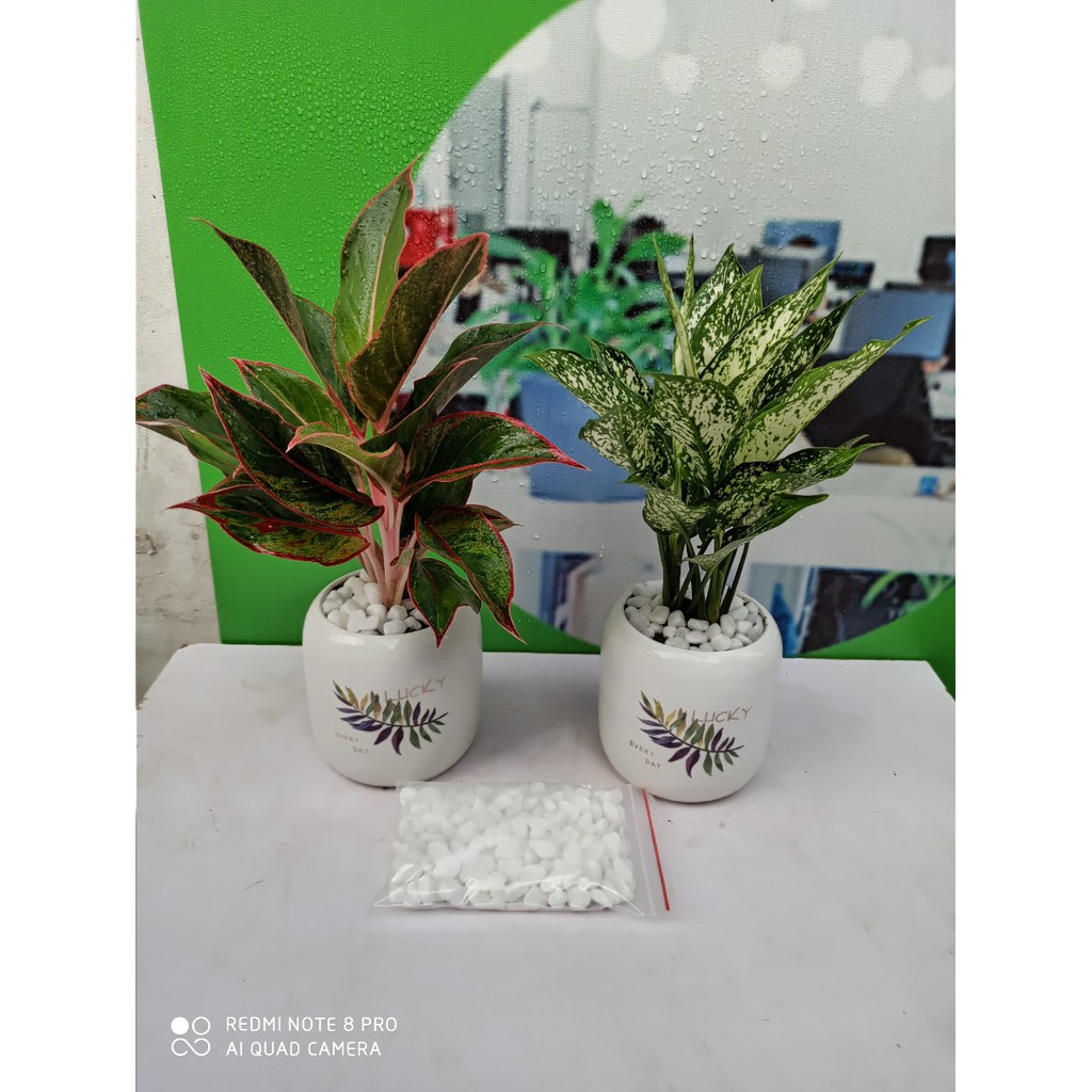 Combo Cây Ngọc Ngân và Phú Quý