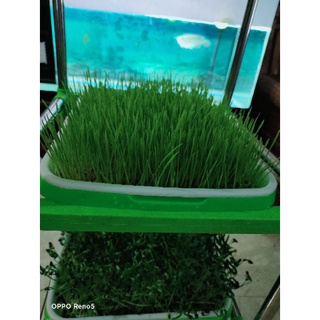 Hạt giống mầm lúa mì/lúa mạch gói 1kg