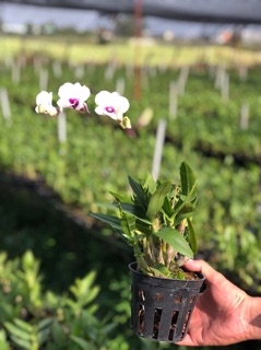 Chậu Lan Denro yaya mini