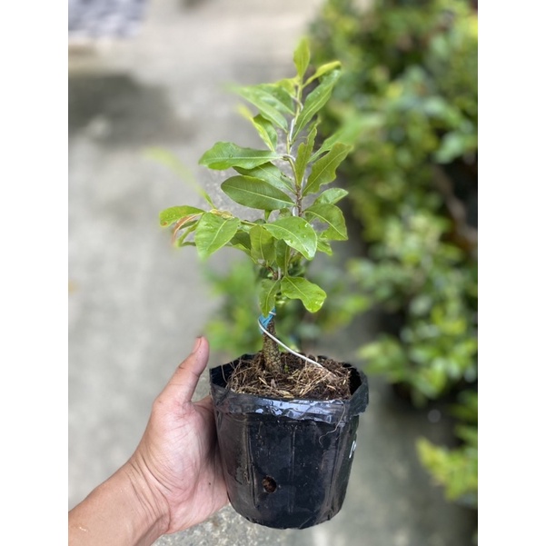 Mai cúc Phượng  cây mai vàng đột biến