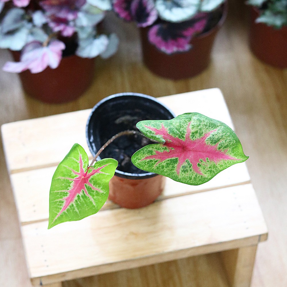 Chậu cây Caladium Biocolor - Môn 2 màu (Môn Biocolor)