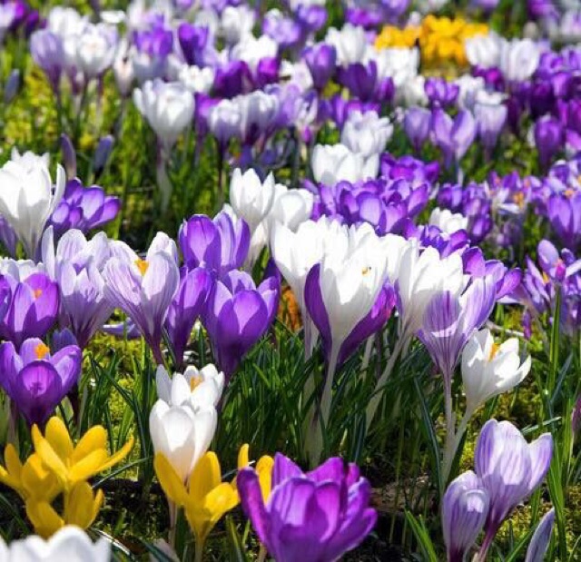 10 củ giống Hoa nghệ Tây saffron