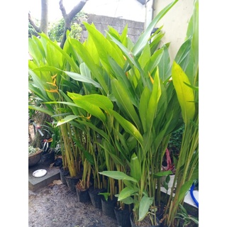 Cây chuối mỏ két hoa vàng bụi 3-4 cây