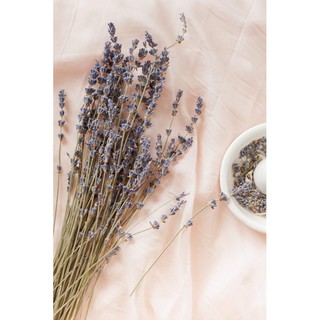 Bó 25-50-100 cành Lavender Pháp cắm để bàn